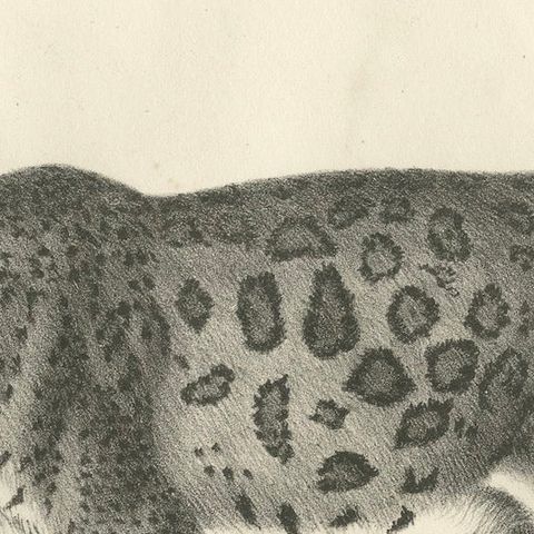 19th-Century Lithograph of the Jaguar, Also Known as the American Tiger, close-up 5