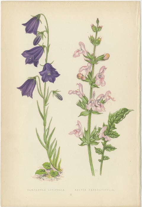 Blue Bellflower and Moroccan Sage, Hand-Coloured Botanical Print, 1874, view 2