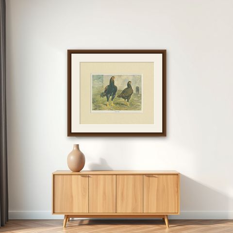 Antique Bird Print of Indian Game Chicken by André & Sleigh, circa 1900, shown framed on a wall