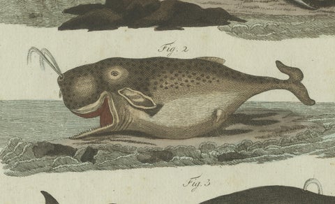 Original Antique Print of Sperm Whale and North Atlantic Whales, ca.1800, close-up 4