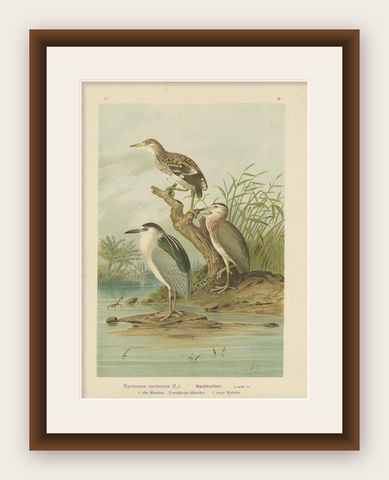 Antique Bird Print of the Black-Crowned Night Heron by Naumann, circa 1895, shown framed