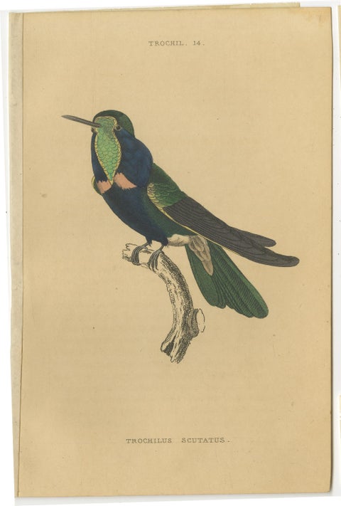 Set of 8 Antique Bird Prints, Violet-Tufted Hummingbird, by Jardine '1837', view 3