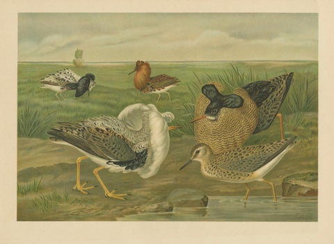 Ruffs and Reeves in Breeding Plumage, Ornithological Lithograph c.1895, close-up 1