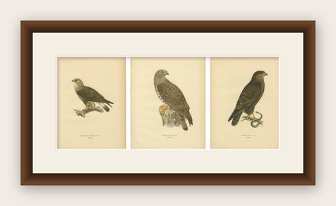 Nordic Birds of Prey Triptych, Swedish Lithographs, Scandinavian Raptors 1929, shown framed