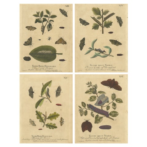 English Moths & Caterpillars, Buff-tip, Winter Moth & Allies, Albin 1720