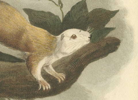 Antique Print with Hand Coloring of a Black Giant Squirrel, close-up 3