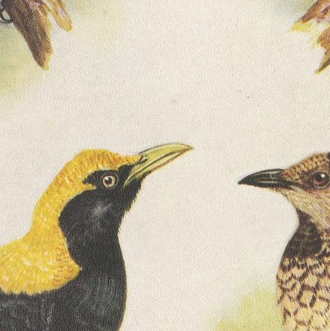 Antique Print of the Newton's Bower-Bird & the Regent Bird, 1950, close-up 2