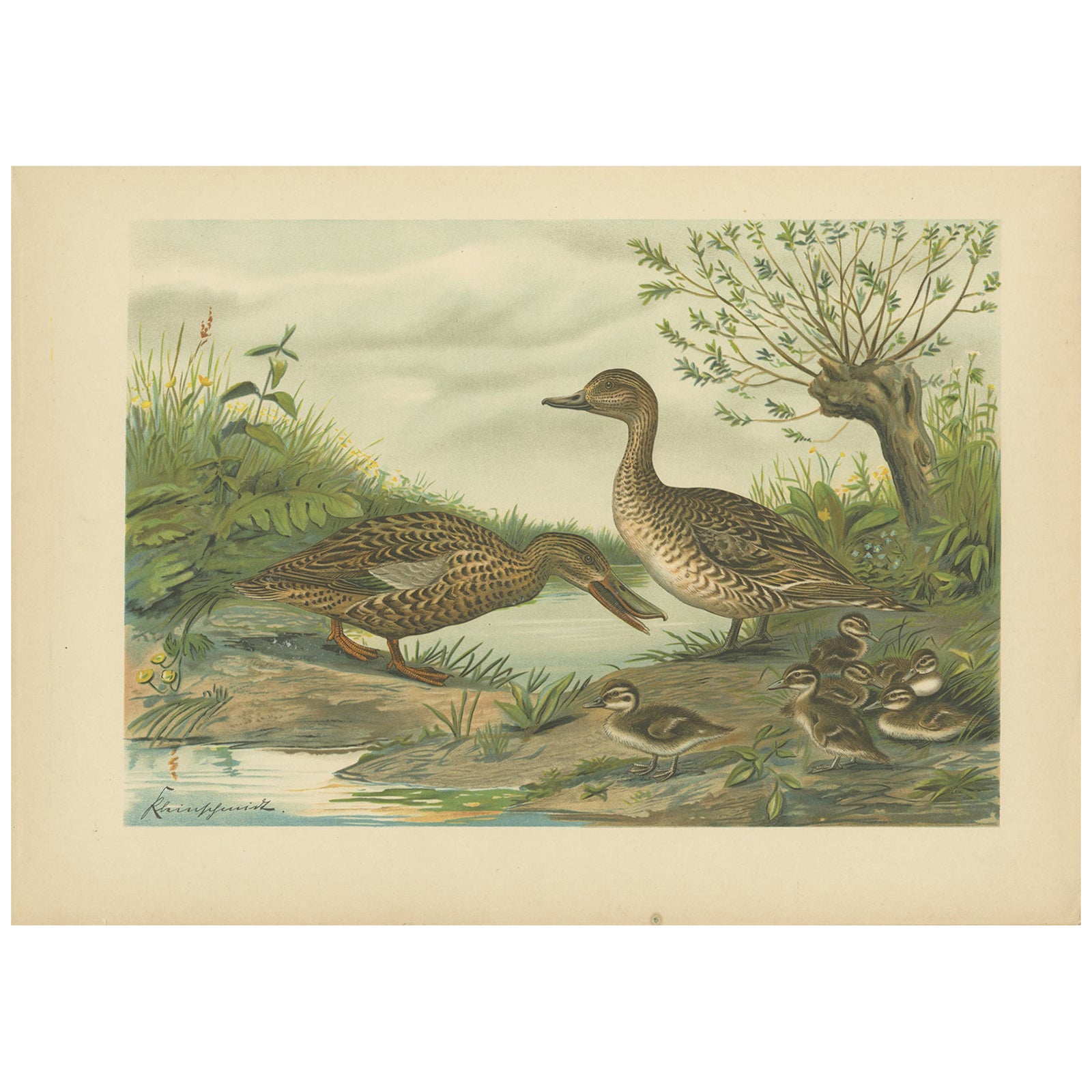 Mallard Duck Family, Antique Bird Chromolithograph with Ducklings c.1880