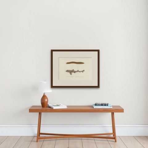 Vintage Sea Life Print, Moray Eel and Panther Shark from French Voyage, shown framed on a wall