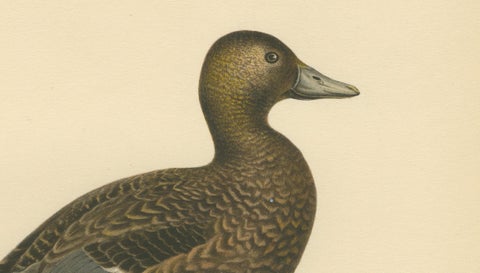 Antique Steller’s Eider Duck Lithographs, Male and Female Pair, Sweden 1929, close-up 4