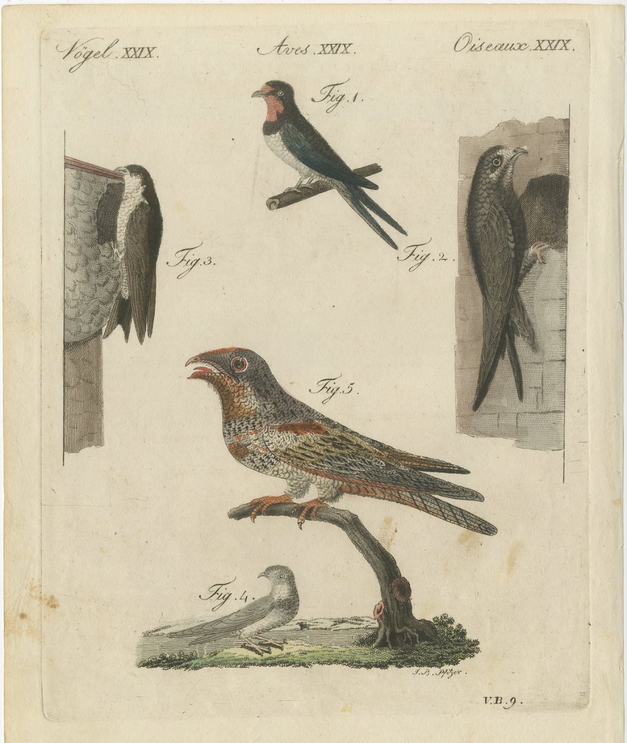 Swallows, Swifts and Nightjar, Antique Bertuch Print, circa 1805