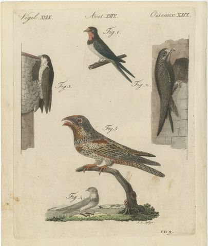Swallows, Swifts and Nightjar, Antique Bertuch Print, circa 1805