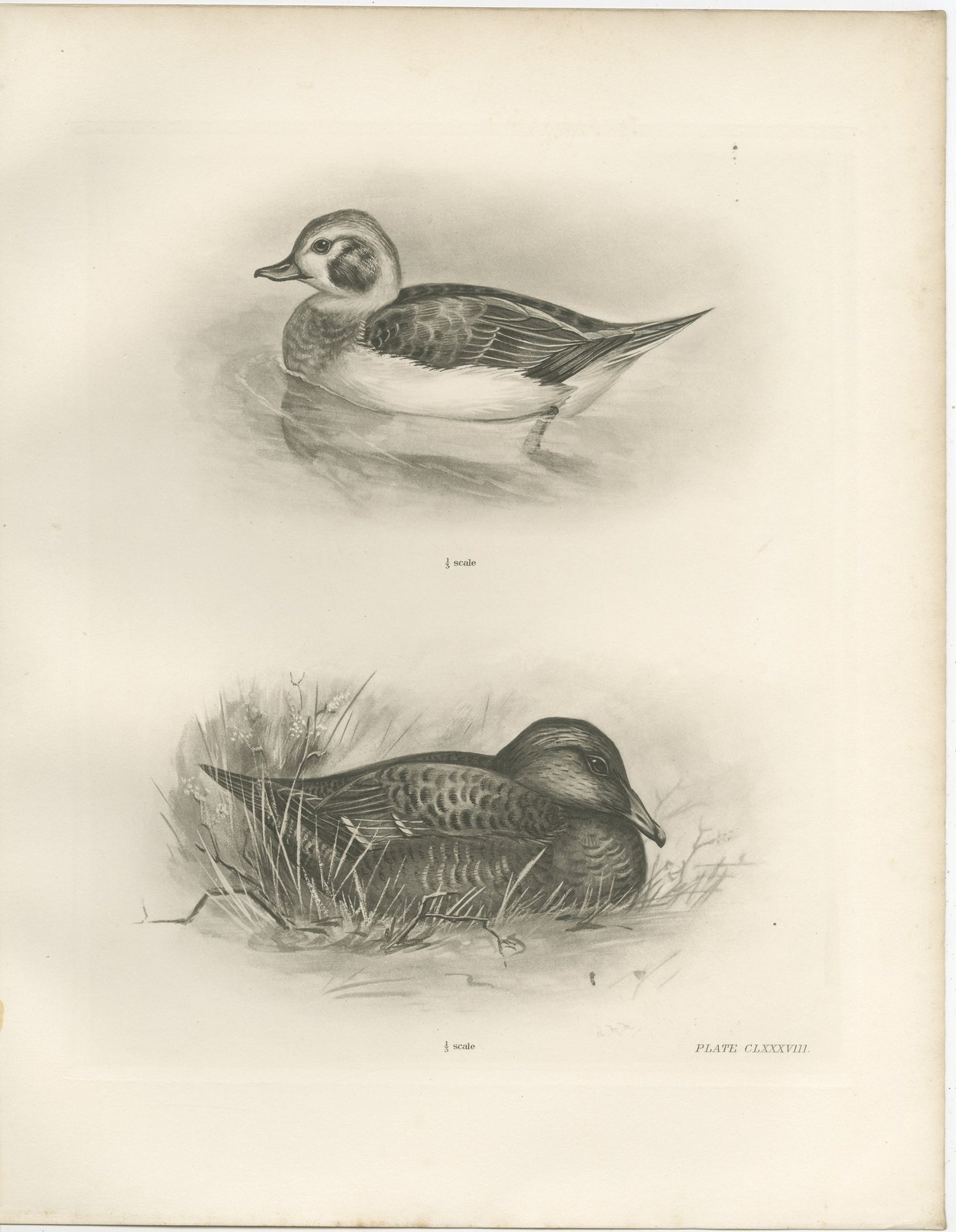 Long-Tailed Duck, Two Figures, circa 1909