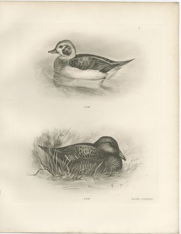 Long-Tailed Duck, Two Figures, circa 1909