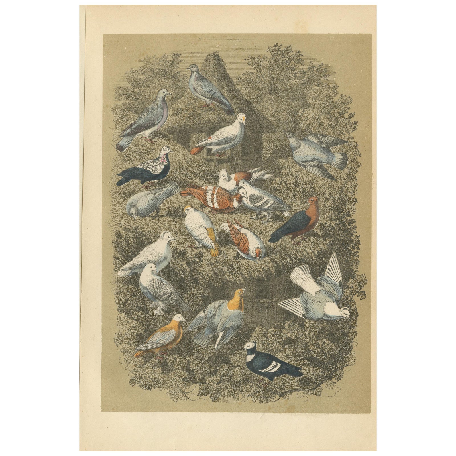 Antique Bird Print of Various Pigeons, 1853