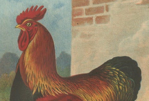The Magnificent Partridge Cochinchina - A Rare 19th Century Poultry Lithograph, close-up 3
