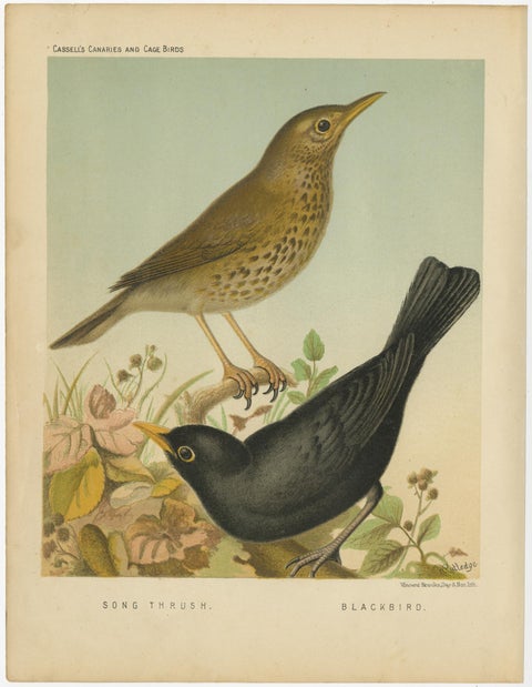 Antique Bird Print of the Thrush and Blackbird, circa 1880, view 2