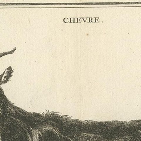 Antique Print of a Goat by Fessard, 1819, close-up 1