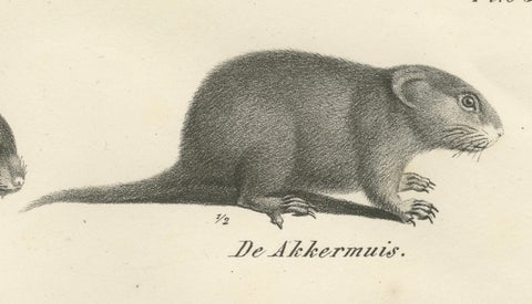 19th-Century Zoological Lithograph of Beavers, Muskrats and Field Mice, close-up 4