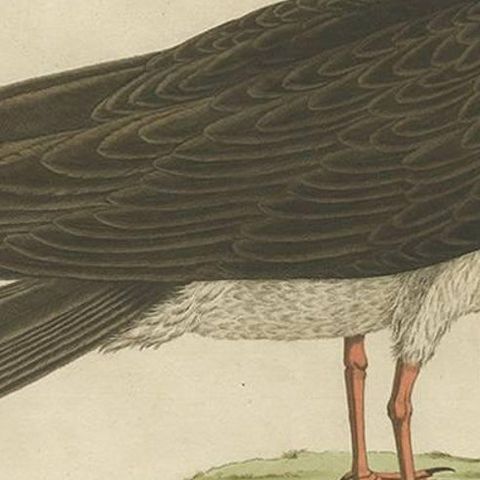 Antique Bird Print of the Black Skimmer by Sepp & Nozeman, 1829, close-up 1