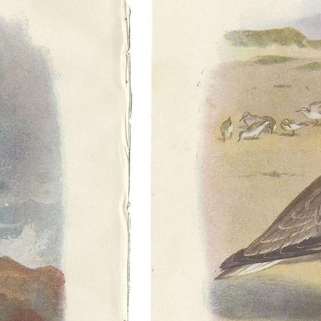 Set of 4 Antique Bird Prints Oyster Catcher, Gull, Sanderling, Auk, 1901, close-up 1
