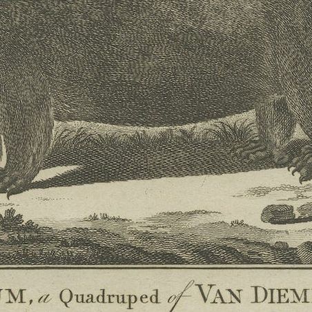 Antique Print of a Sea Otter, an Opossum, and a White Bear, c.1784, close-up 3