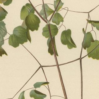 Native US Flora - Three Original Botanical Chromolithograps, 1879, close-up 1