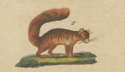 Antique Hand-Colored Engraving of Squirrels and Rodents, Quadrupeds - circa 1800, close-up 4