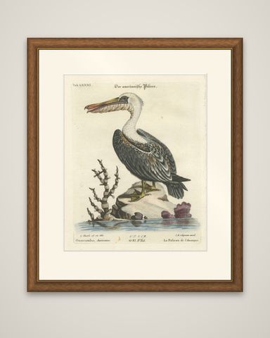 Hand-Colored Engraving of the American Pelican by Seligman, c.1770, shown framed