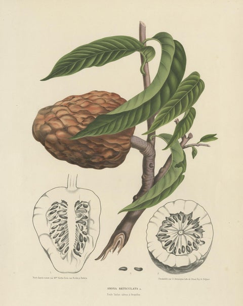 Annona Reticulata, Custard Apple Botanical Lithograph c.1864, view 2