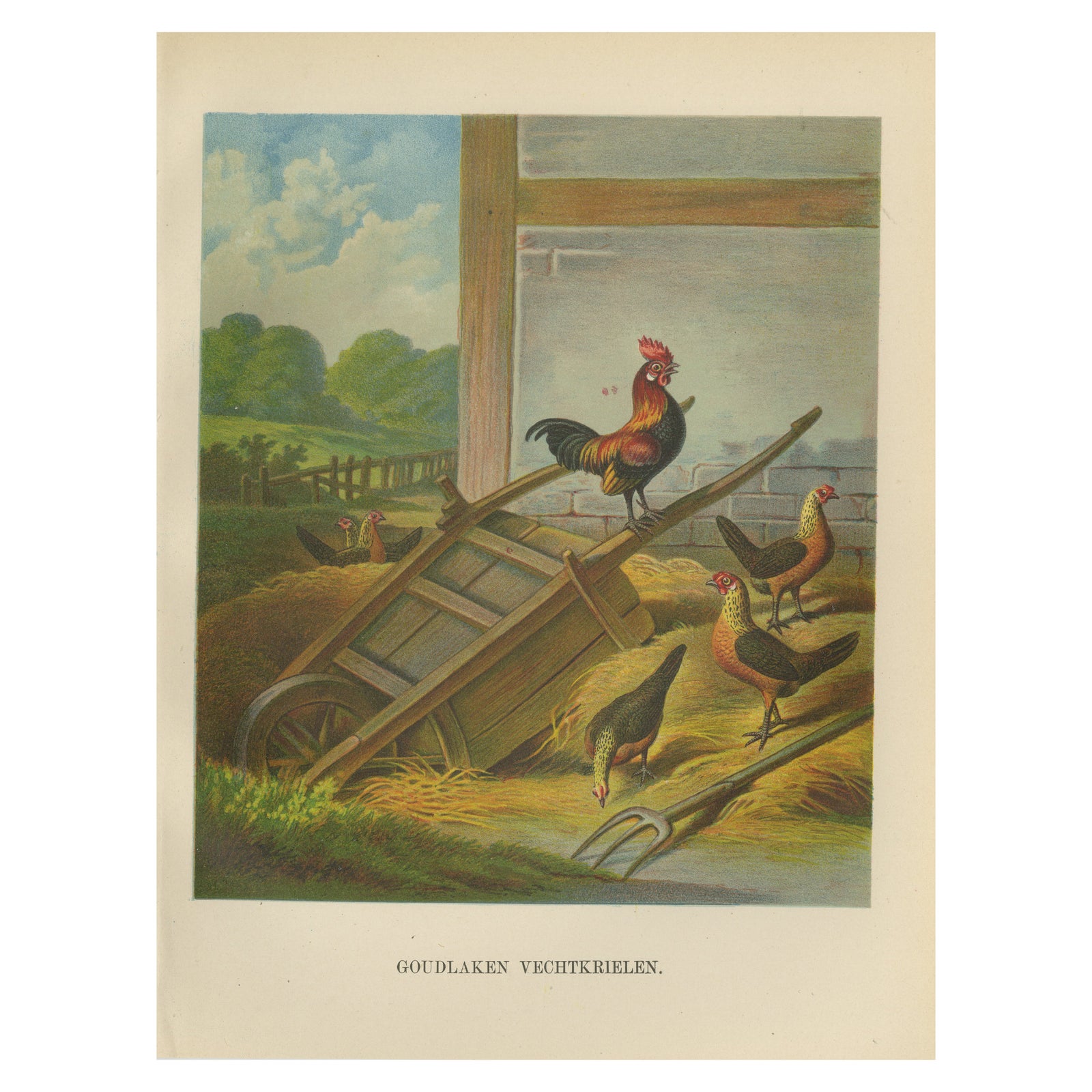 The Lively Golden Bantam Game Fowl - A Rare 19th Century Poultry Lithograph