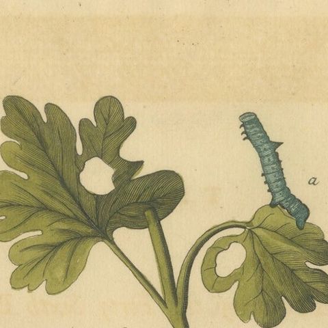 English Moths on Hawthorn, Antique Insect Print by Eleazar Albin, 1720, close-up 1