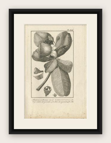 Antique Botany Print of The Barringtonia Plant by Cook, 1803, shown framed