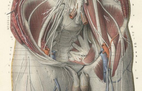 The Lumbar Plexus and the Groin, Antique Hirschfeld Anatomy Print, 1866, view 4