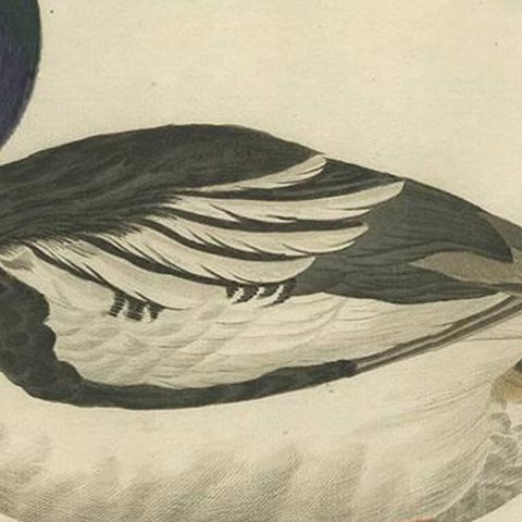 Common Goldeneye Duck, Antique Bird Engraving by Nozeman and Sepp, 1809, close-up 1