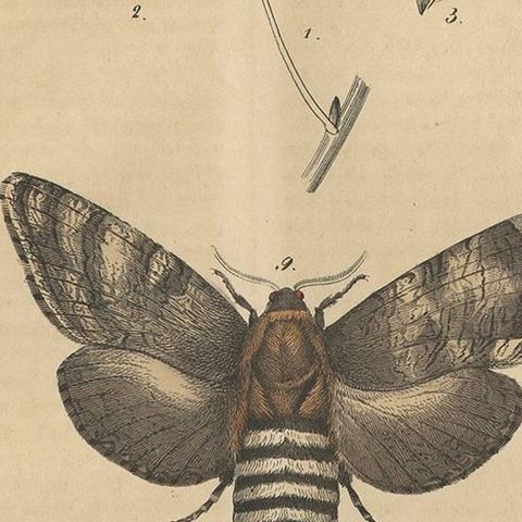 Antique Animal Print of various Insects 'Moth, Caterpillar', 1847, close-up 2