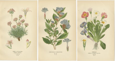 1897 Original Antique Botanical Prints, Sea-Pink, Ceratostigma, and Primrose, view 5