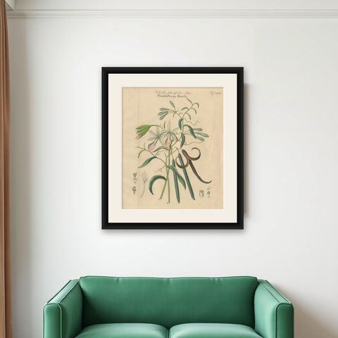Antique Vanilla Botanical Print, Vanilla Planifolia, Hand Colored, c.1831, shown framed on a wall