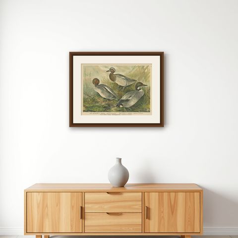 Ducks in Breeding Plumage, Antique 19th Century Chromolithograph Print, shown framed on a wall
