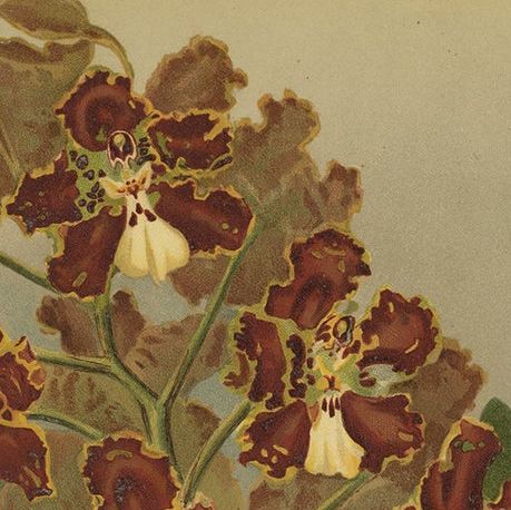 Red and Gold Orchid Print, Odontoglossum Coronarium, Reichenbachia c.1888, close-up 4