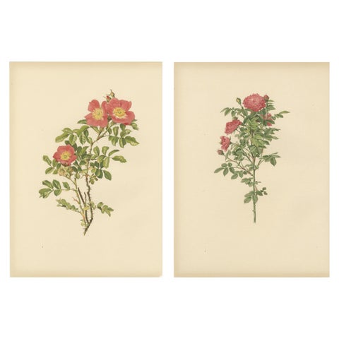 Antique Chromolithographs of Roses (Set of 2), 1914