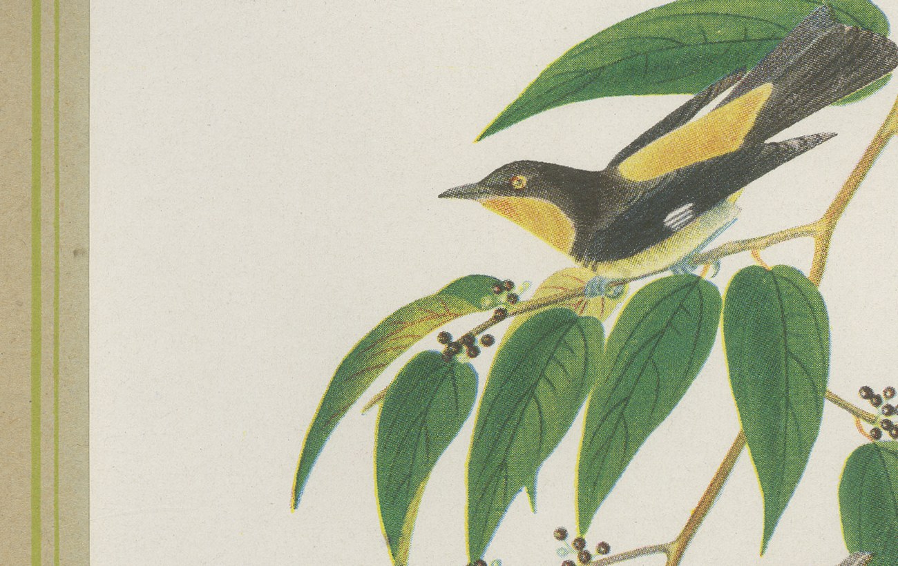 Tanagers on a Fruiting Branch, Brazilian Bird Print, Descourtilz, 1944, view 4