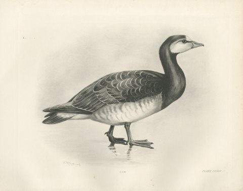 Barnacle Goose Standing at the Water's Edge after Lilian Medland, c. 1909