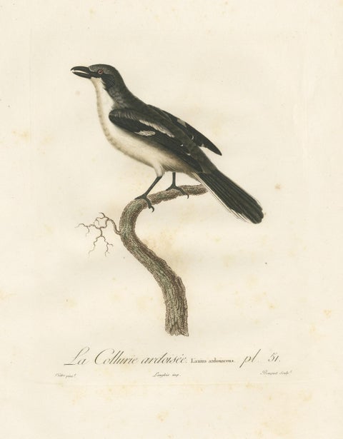 Original Shrike Illustration - 'La Collurie ardoisée' Handcolored Print, 1807, view 3