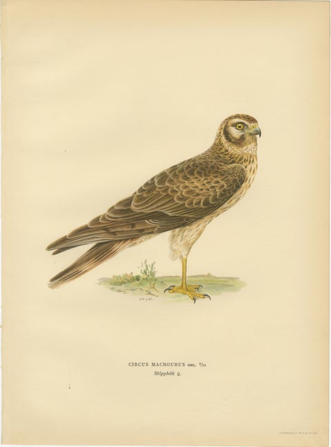 Nordic Harriers Triptych, Swedish Lithographs, Scandinavian Birds of Prey 1929, view 2
