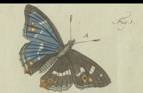 18th-Century Hand-Colored Engraving of Butterflies and Larvae by J. B. Schmuzer, close-up 4