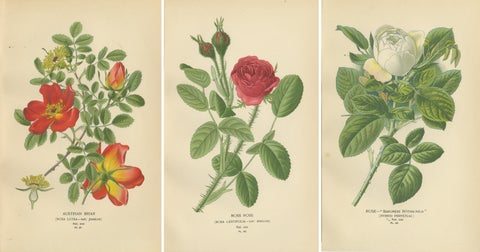 Antique Botanical Rose Prints: Austrian Briar, Moss Rose & Baroness Rothschild, view 5