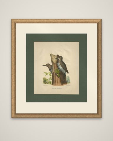 Antique Bird Print of Gilded Flickers Made After D.G. Elliot, 1869, shown framed