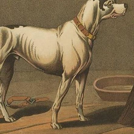 Antique Aquatint of a Dog named 'Crab' by J. Clark, circa 1820, close-up 2