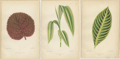 Verdant Elegance: Botanical Artistry from 1880 Paris, view 5